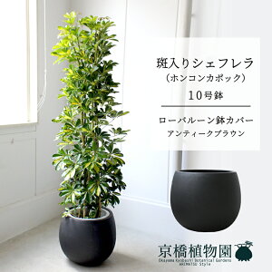 y25P5{IzyubNtCf[N[|LIzy[o[Jo[/AeB[NuEzVFt@@10yzRJ|bNzyhtJmLzy[WTCY/