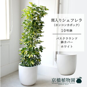 y25P5{IzyubNtCf[N[|LIzyoXNEhJo[/zCgzVFt@@10yzRJ|bNzyhtJmLzy[WTCY/u/j/