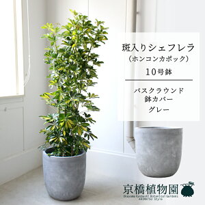 y25P5{IzyubNtCf[N[|LIzyoXNEhJo[/O[zVFt@@10yzRJ|bNzyhtJmLzy[WTCY/u/j/V