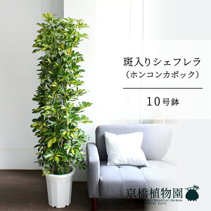 y1P7{IzVFt@@10yzRJ|bNzyhtJmLzy[WTCY/u/j/Vzj/Ă₷/ϗtAzy^z