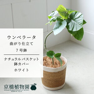 �y�i�`�������o�X�P�b�g�E�z���C�g�z�t�B�J�X�E�E���x���[�^�@�Ȃ���@7���y�󂯎M�t�z�y�~�h���T�C�Y/�C���e���A/���j��/�J�X�j��/���z�j��/�V�z�j��/�M�t�g/�v���[���g/��Ă₷��/�ϗt