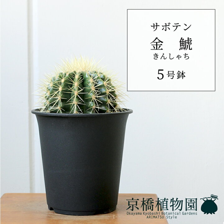 楽天市場】【スターターセット付】サボテン 金鯱（キンシャチ） 5号 