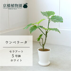 【マラソンクーポン有】【セラアート鉢/ホワイト】ウンベラータ 5号【受け皿付き】【ハートリーフ】【スモールサイズ/フィカス/ゴムの木/ゴムノキ/御祝/新築祝い/育てやすい/観葉植物