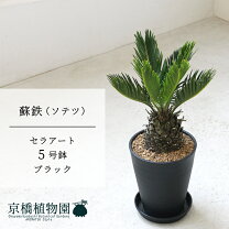 楽天市場】金環ソテツの通販