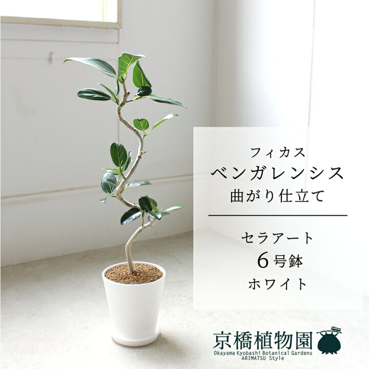 楽天市場】【スターターセット付】【セラアート鉢／ホワイト】フィカス 