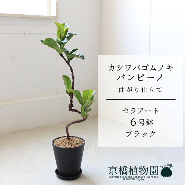 楽天市場】【セラアート鉢／ブラック】カシワバゴムノキフィカス 
