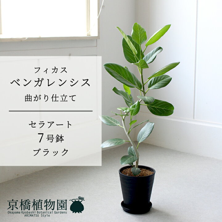 楽天市場】【スターターセット付】【セラアート鉢／ブラック 黒 