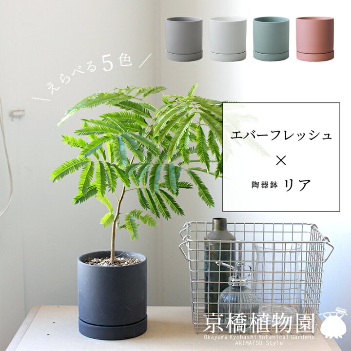 楽天市場】【10日はP5倍！】【マラソンクーポン有】【えらべるカラー 