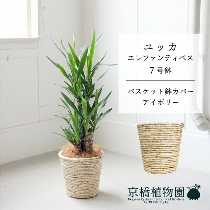 楽天市場】【青年の木】ユッカ・エレファンティペス7号【バスケット鉢 