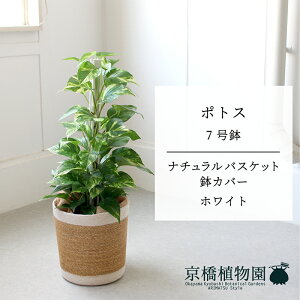 ySSN[|zyi`oXPbgJo[FzCgz|gX@7y󂯎Mtzy~hTCY/CeA/j/JXj/zj/Vzj/Mtg/v[g/Ă₷/