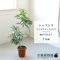 楽天市場】シェフレラ アンガスティの通販