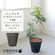楽天市場】シェフレラ アンガスティの通販