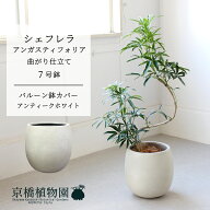 【バルーン鉢カバー：アンティークホワイト】シェフレラ・アンガスティフォリア　曲がり　7号【ミドルサ…