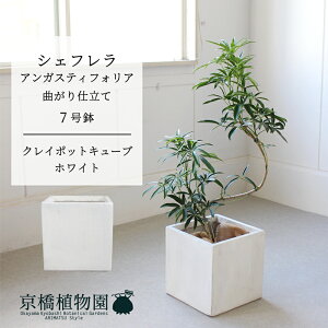 yNC|bgL[uJo[FzCgzVFtEAKXeBtHA@Ȃ@7y~hTCY ϗtA A u _ CeA  lC zj JXj 