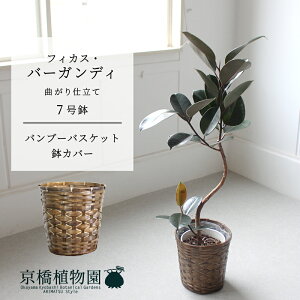 y30P5{Izyou[oXPbgJo[ztBJXEo[KfB@Ȃ@7y~hTCY ϗtA A u _ CeA  lC zj JXj Vzj 