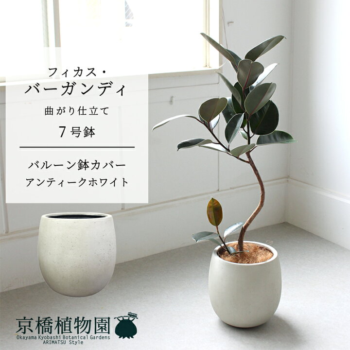 楽天市場】【スターターセット付】【バルーン鉢カバー：アンティーク  