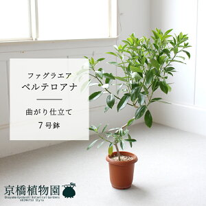 t@OGAExeAi@Ȃ@7y~hTCY ϗtA A u _ CeA  lC zj JXj Vzj ]j j A Ă₷ ϗt M