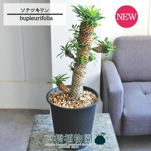 y1P7{Izyiz[tHrAE\ecL@5@i1{jyIׂϗtAzyϗtA/CeA//i`/A/蕨/yV/ʔ/ubN/Ă₷/