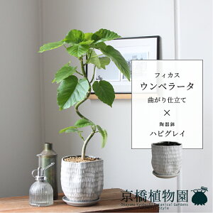 【マラソンクーポン有】フィカス・ウンベラータ 曲がり【ハピグレイ】【スモールサイズ/受け皿付き/陶器鉢/鉢植え/白/グレー/ミュールミル】4G