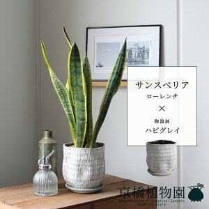 y25P5{IzyubNtCf[N[|LIzTXxAE[`ynsOCzyX[TCY/󂯎Mt/픫/A//O[/~[~z4G