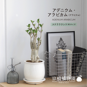 アデニウム 観葉植物の人気商品 通販 価格比較 価格 Com アデニウム 観葉植物の人気商品 通販 価格比較 価格 Com