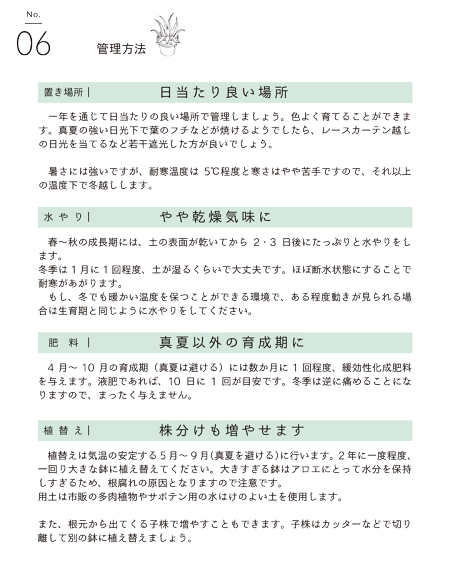 楽天市場 マラソンクーポン発行中 アロエ フラミンゴ 3 5号 花のアリマツ楽天市場支店 楽天市場 マラソンクーポン発行中 アロエ フラミンゴ 3 5号 花のアリマツ楽天市場支店
