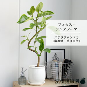 y5P5{IzySSN[|ztBJXEAeV[} ȂyXeEhLTCY/zCgz 󂯎Mt/SmL/ނ̖//픫/A/~hTCY/Ă₷/Mt