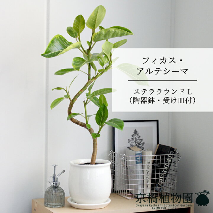 楽天市場】フィカス・アルテシーマ 曲がり【ステララウンドLサイズ 
