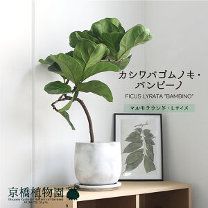 y}EhLTCYzJVoSmLEor[my󂯎MtzytBJXE[^z