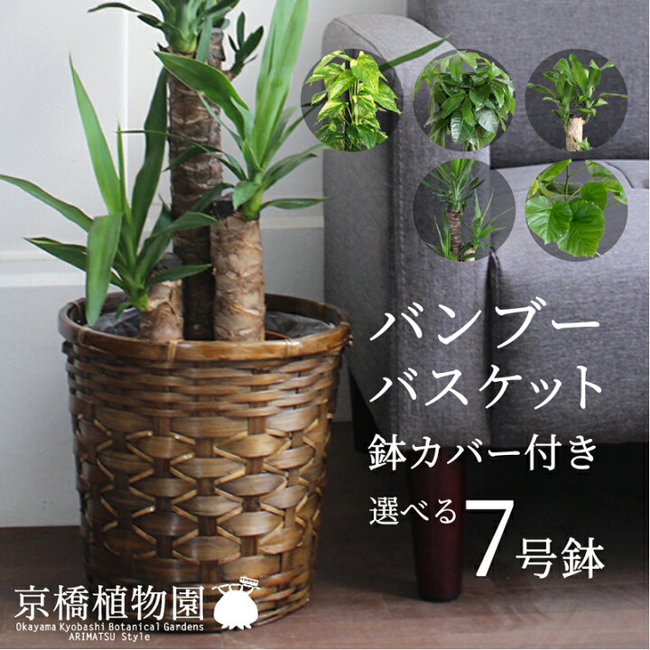 楽天市場 バンブーバスケット鉢カバー えらべる観葉植物 7号鉢サイズ 受け皿付 パキラ フィカス ウンベラータ ポトス ユッカ マッサン 竹製 カゴ付 ブラウン フロアサイズ ギフト プレゼント お祝い 花のアリマツ楽天市場支店