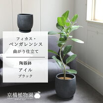 楽天市場】フィカス・イレグラリスの通販