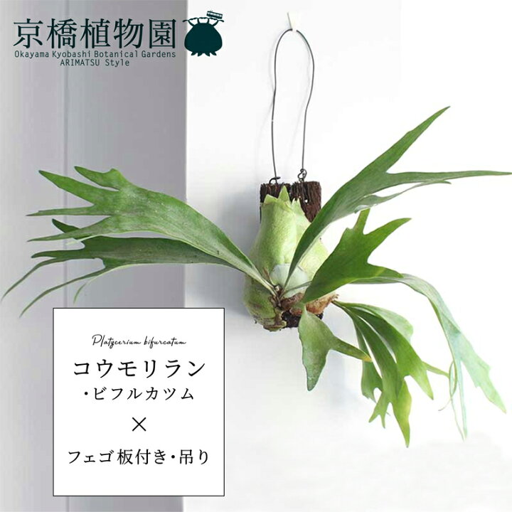 楽天市場】コウモリラン/ビフルカツム ビカクシダ フェゴ板付き【観葉 