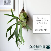 楽天市場】ビフルカツム 吊り下げの通販