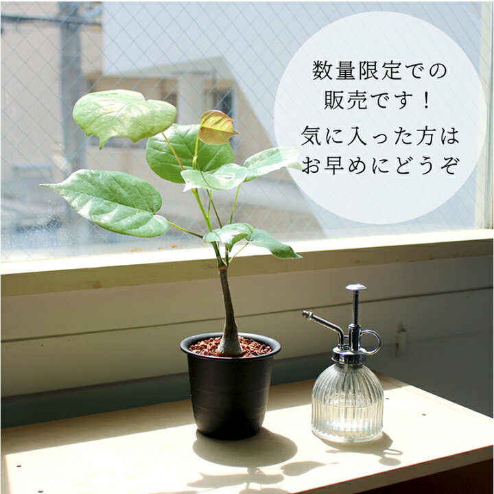 楽天市場】【SSクーポンあり】＼数量限定／ プセウドボンバックス 