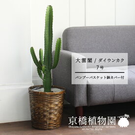 楽天市場 柱サボテンの通販