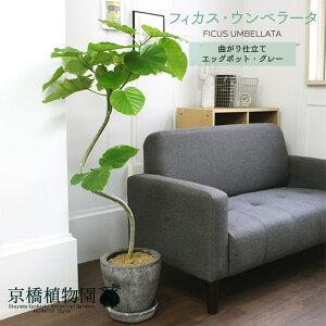 ウンベラータ 観葉植物の通販 価格比較 価格 Com