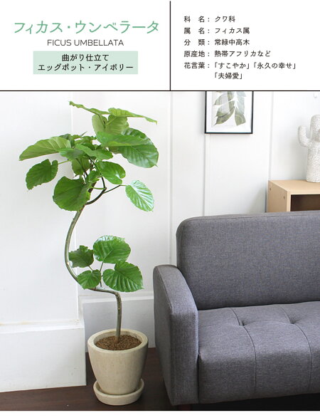 楽天市場 エッグポット アイボリー フィカス ウンベラータ 曲がり 受け皿付き 花のアリマツ楽天市場支店