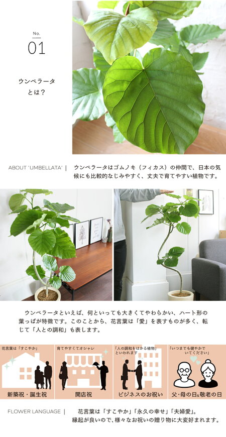 楽天市場 マラソンクーポン有 エッグポット アイボリー フィカス ウンベラータ 曲がり 受け皿付き 花のアリマツ楽天市場支店