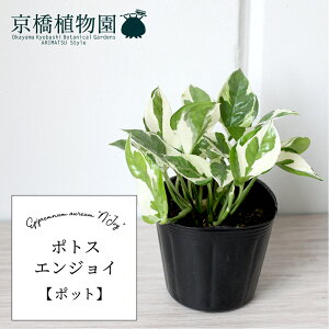 y30P5{Izy|bgz|gXEGWCyX[TCYz