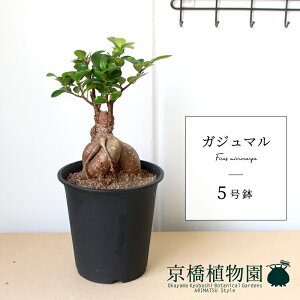 y30P5{IzKW}@5y̏h؁zyK̖؁zyX[TCYz