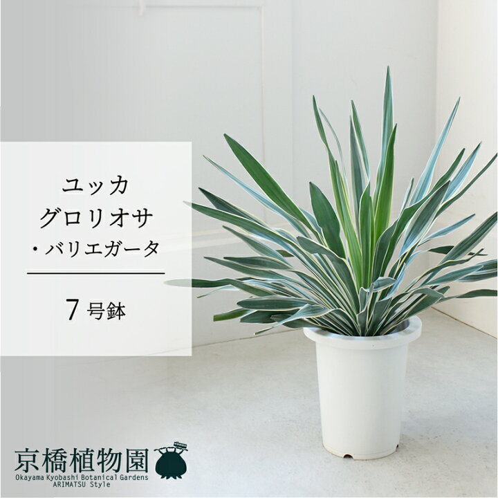 楽天市場】【15日はP5倍！】【マラソンクーポン有！】ユッカ 
