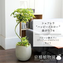 楽天市場】シェフレラ 曲がりの通販
