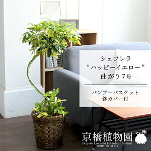 �y�o���u�[�o�X�P�b�g���J�o�[�z�V�F�t�����e�n�b�s�[�C�G���[�f�@�Ȃ���7���y��������z�y�z���R���J�|�b�N�z�y���h���t�J�m�L�z�y�~�h���T�C�Y/���u��/��j/�V�z�j��/��Ă₷��/�ϗt