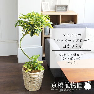 ySSN[|zyoXPbgJo[FAC{[zVFtenbs[CG[f@Ȃ7yzyzRJ|bNzyhtJmLzy~hTCY/u/j/V