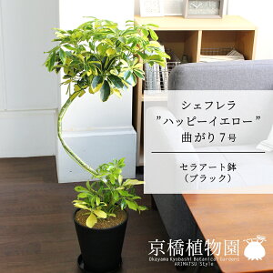 �y�Z���A�[�g���F�u���b�N�z�V�F�t�����e�n�b�s�[�C�G���[�f�@�Ȃ���7���y��������z�y�z���R���J�|�b�N�z�y���h���t�J�m�L�z�y�~�h���T�C�Y/���u��/��j/�V�z�j��/��Ă₷��/�ϗt�A��