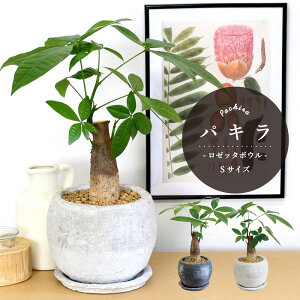 観葉植物 バオバブの人気商品 通販 価格比較 価格 Com