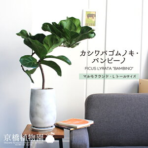 y}EhLEg[TCYzJVoSmLEor[my󂯎MtzytBJXE[^z