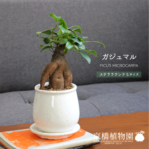 y1P7{zyXeEhFSTCY/픫zKW}y󂯎MtzyzCgz