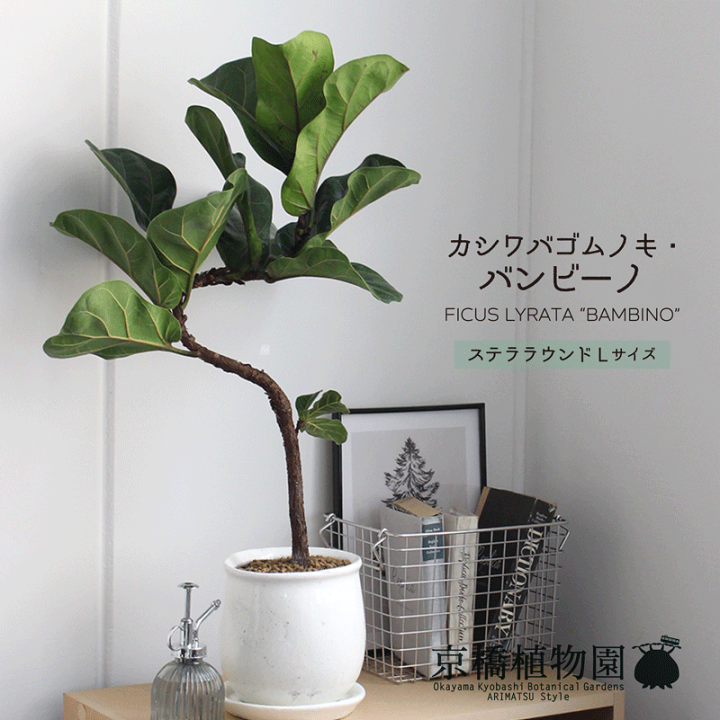 楽天市場】【スターターセット付】カシワバゴムノキ バンビーノ