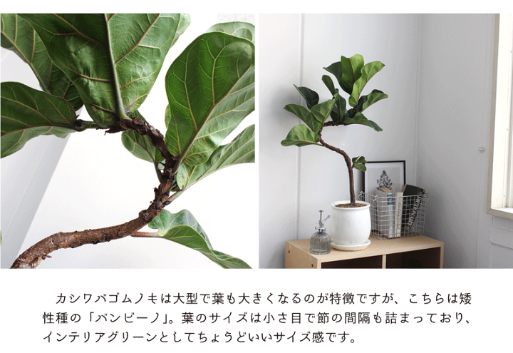 カシワバゴムバンビーノ　螺旋仕立て　曲がり　受け皿付き　高さ約80cm(現物) カシワバゴムノキ(フィカス・リラータ)バンビーノ 曲がり 白